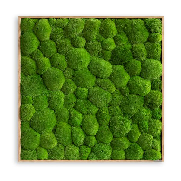 Moss picture: Pole moss picture 80 x 80 cm solid wood frame (oak)