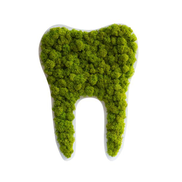 Tooth small reindeer moss (30cm)