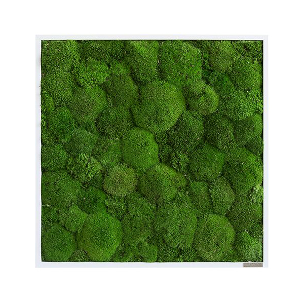 Moss picture: Pole moss picture 55x55