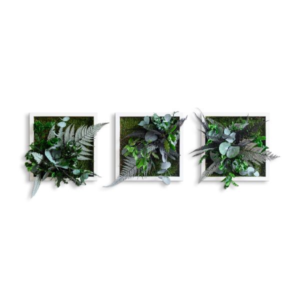 plant pictures with jungle design 22x22cm 3 pack solid wood frame (white)