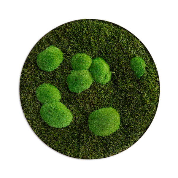 Moss picture: Forest and pole moss circle 34cm