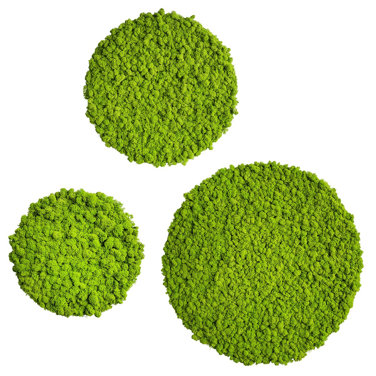 Moss picture: Reindeer moss circle 3 pack