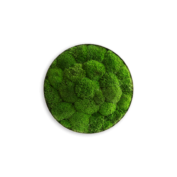 Moss picture: Pole moss-ellipsoid 34cm