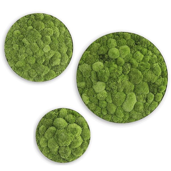 Moss picture: Pole moss ellipsoids 3 pack