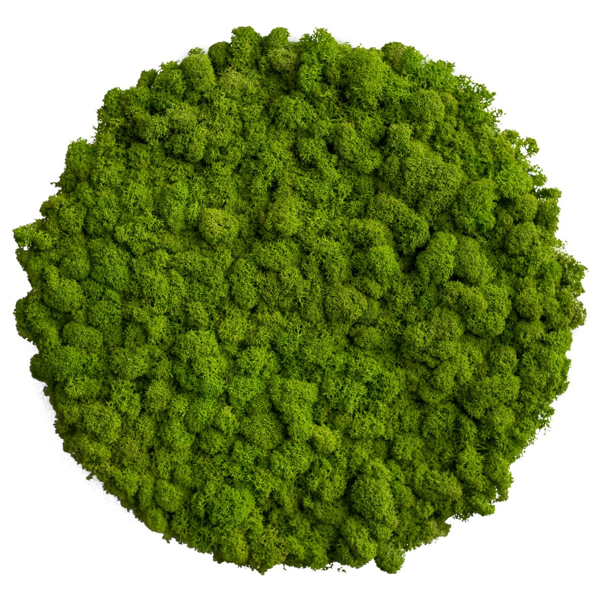 Moss picture: Reindeer moss circle 34cm