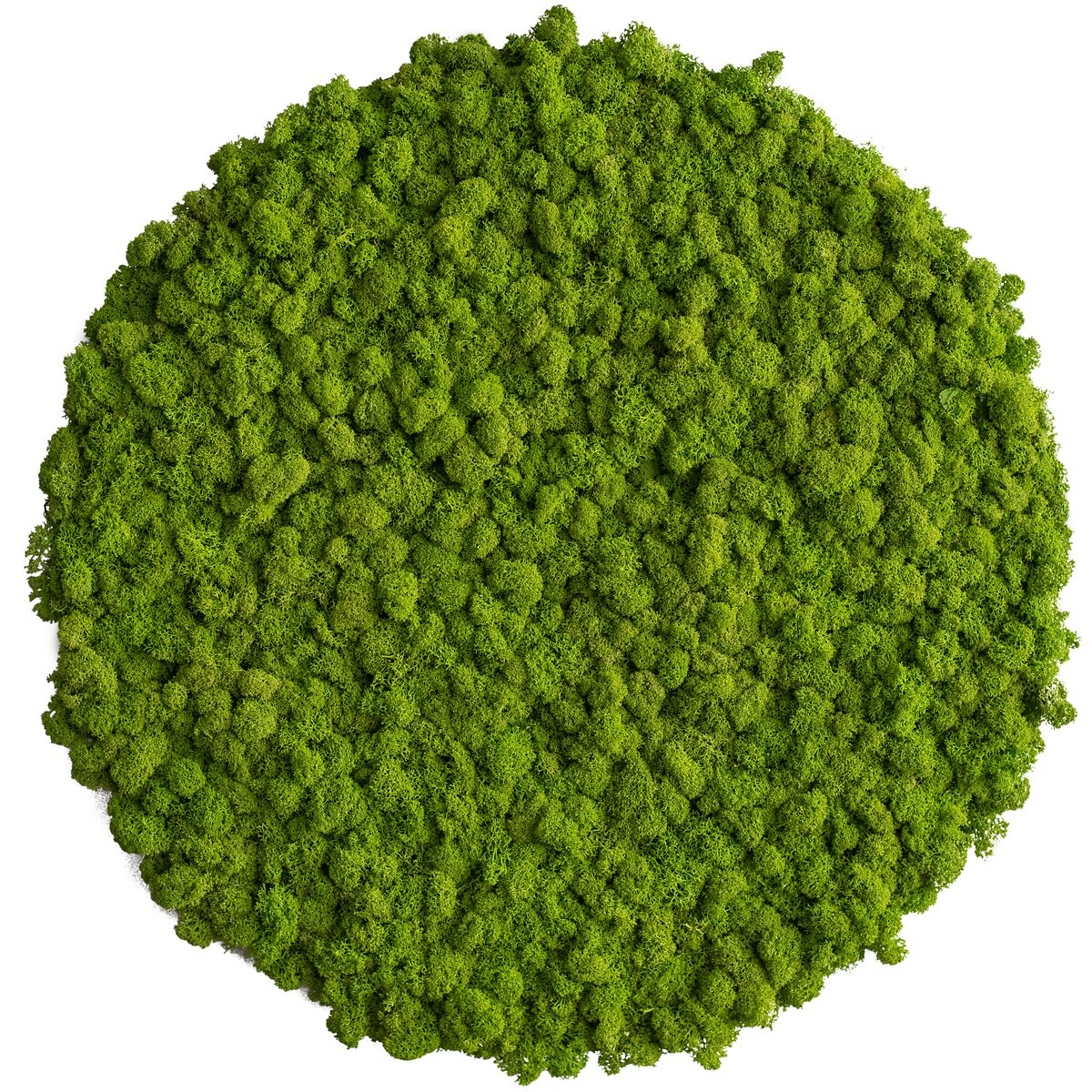 Moss picture: Reindeer moss circle 54cm