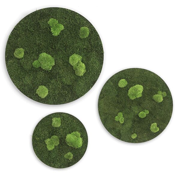 Moss picture: Forest and pole moss circles 3 pack