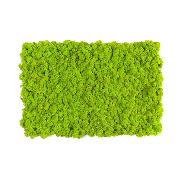 Reindeer moss flex panels 2* 100x60cm