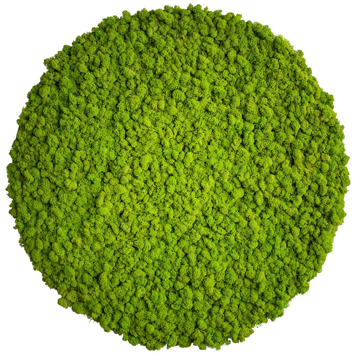 Moss picture: Reindeer moss circle 80cm