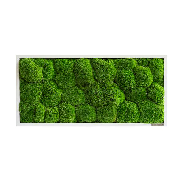 Moss picture: Pole moss picture 57x27