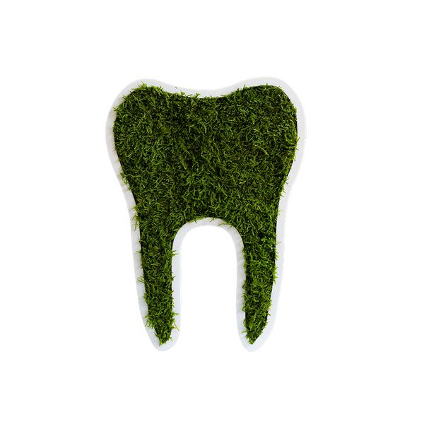 Tooth small forest moss (30cm)