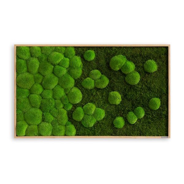 Moss picture merge: Pole and forest moss merge 100 x 60 cm solid wood (oak)